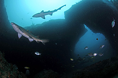 raggie sharks underwater in cathedral aliwal shoal copyright a woodburn